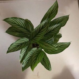 Calathea Vittata Prayer Plant